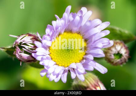 Primo piano di un fiore di aster viola (Asteraceae) - Pisgah National Forest, Brevard, North Carolina, USA Foto Stock