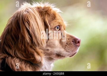 Ritratto del profilo di un simpatico cucciolo di razza mista con orecchie floppy - Brevard, North Carolina, USA Foto Stock