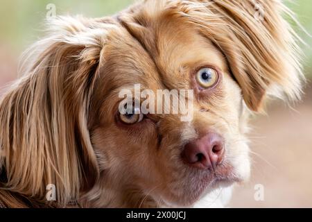 Primo piano di un simpatico cucciolo di razza mista con orecchie floppy - Brevard, North Carolina, Stati Uniti Foto Stock