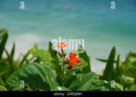 Fiore d'arancia con il turchese Mar dei Caraibi sullo sfondo Foto Stock