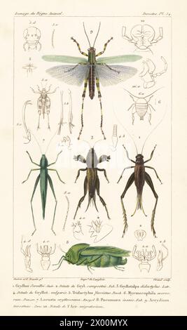 Cricket, Eneoptera surinamensis 1, changa mole cricket, Neoscapteriscus didactylus 3, testa conica grande, Ruspolia nitidula 7, vescica cavalletta, Pneumora inanis 8 e cavalletta, Zoniopoda tarsata 9. Incisione a mano di Eugene Giraud su lastra di rame di Felix-Edouard Guérin-Méneville e Édouard Traviès da Iconographie du règne Animal de George Cuvier di Guérin-Méneville, Iconography of the Animal Kingdom di George Cuvier, J. B. Bailliere, Parigi, 1829-1844. Foto Stock