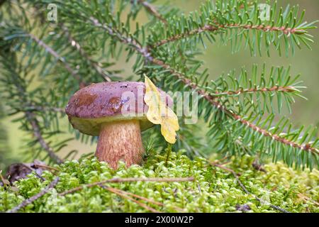 Vista ad angolo basso di un fungo Boletus Pinophilus o Pine Bolete che cresce su un lussureggiante muschio verde in una foresta Foto Stock