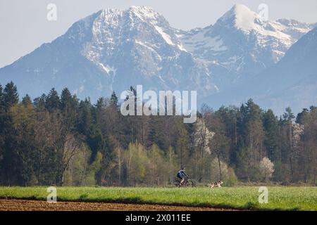 Hrase, Slovenia. 8 aprile 2024. Un concorrente e il suo cane gareggiano nella categoria bikejoring della corsa di mushing Henrik se?nik a Hraše. Oltre cento cani e i loro proprietari provenienti dalla Slovenia e dall'estero hanno partecipato alla decima edizione di questa corsa internazionale di mushing dei cani. (Foto di Luka Dakskobler/SOPA Images/Sipa USA) credito: SIPA USA/Alamy Live News Foto Stock