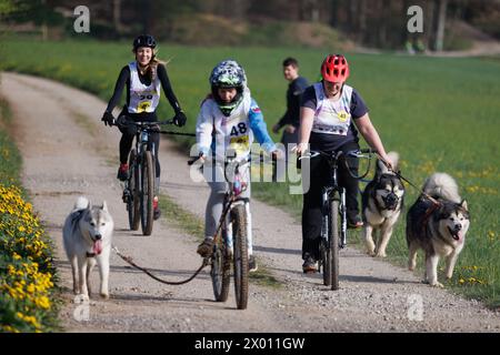 Hrase, Slovenia. 8 aprile 2024. I concorrenti e i loro cani gareggiano nella categoria bikejoring della corsa di mushing per cani Henrik se?nik a Hraše. Oltre cento cani e i loro proprietari provenienti dalla Slovenia e dall'estero hanno partecipato alla decima edizione di questa corsa internazionale di mushing dei cani. (Foto di Luka Dakskobler/SOPA Images/Sipa USA) credito: SIPA USA/Alamy Live News Foto Stock