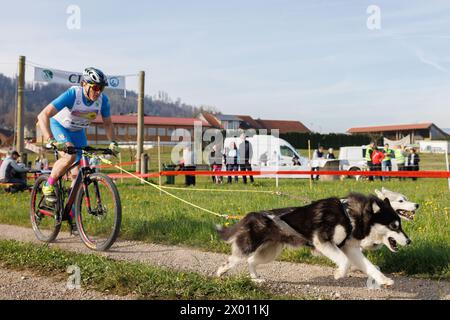 Hrase, Slovenia. 8 aprile 2024. Un concorrente e i suoi due cani gareggiano nella categoria bikejoring della corsa di mushing Henrik se?nik a Hraše. Oltre cento cani e i loro proprietari provenienti dalla Slovenia e dall'estero hanno partecipato alla decima edizione di questa corsa internazionale di mushing dei cani. Credito: SOPA Images Limited/Alamy Live News Foto Stock