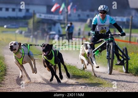 Hrase, Slovenia. 8 aprile 2024. Un concorrente e i suoi cani gareggiano nella categoria carting della corsa di mushing Henrik se?nik a Hraše. Oltre cento cani e i loro proprietari provenienti dalla Slovenia e dall'estero hanno partecipato alla decima edizione di questa corsa internazionale di mushing dei cani. Credito: SOPA Images Limited/Alamy Live News Foto Stock