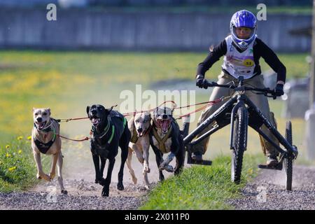 Hrase, Slovenia. 8 aprile 2024. Un concorrente e i suoi cani gareggiano nella categoria carting della corsa di mushing Henrik se?nik a Hraše. Oltre cento cani e i loro proprietari provenienti dalla Slovenia e dall'estero hanno partecipato alla decima edizione di questa corsa internazionale di mushing dei cani. (Foto di Luka Dakskobler/SOPA Images/Sipa USA) credito: SIPA USA/Alamy Live News Foto Stock