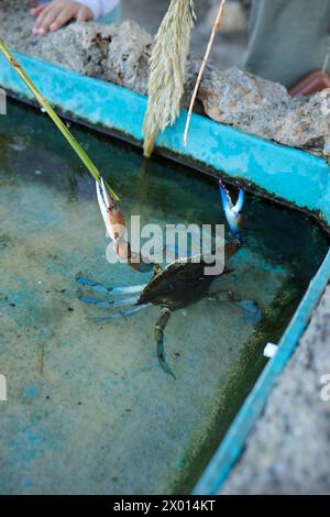 Granchi azzurri in vendita al mercato del pesce. Callinectes sapidus o granchio azzurro dell'Atlantico o granchio azzurro di Chesapeake. Foto di alta qualità Foto Stock