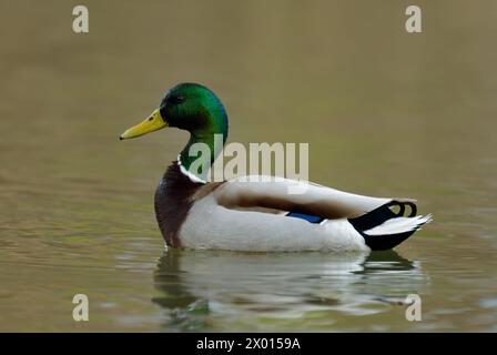 Anatra Mallard, Anas platyrhynchos maschio, drake galleggiante nel lago. Vista laterale, primo piano, sfondo sfocato verticale, spazio copia.Trencin, Slovacchia Foto Stock