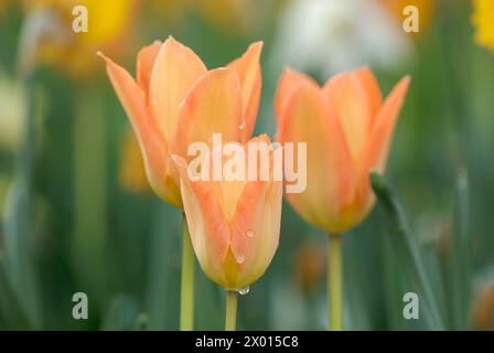 Imperatore dei tulipani arancioni, fiori di tulipani Fosteriana dopo la pioggia, primo piano. Con gocce d'acqua sui petali. Park Dubnica nad Vahom, Slovacchia Foto Stock