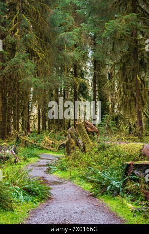 Un sentiero di ghiaia si snoda tra ceppi ricoperti di muschio, felci e alte conifere nella Foresta Pluviale di Hoh, Parco Nazionale Olimpico, Washington. Foto Stock