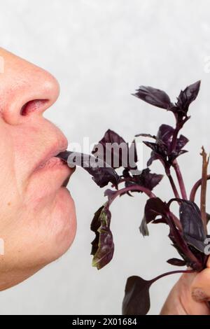 La donna, il cui volto non è visibile, tiene un ramo di basilico in bocca. Mangia verdi Foto Stock