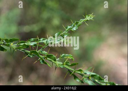 Si tratta di Kangaroo Thorn o Hedge Wattle (Acacia Paradoxa), che ha grandi spine visibili quando non è in fiore. E' all'altezza del suo nome. Foto Stock