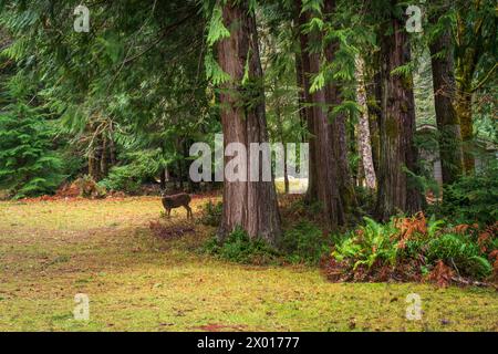 Un giovane cervo al lago Crescent all'Olympic National Park nello stato di Washington, Stati Uniti Foto Stock