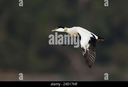 Comune anatra Eider in volo Foto Stock