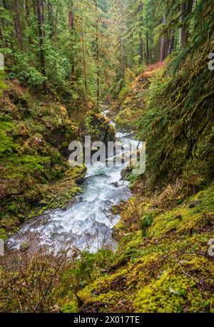 Percorso delle cascate di Sol Duc Falls nell'Olympic National Park, Washington State, USA Foto Stock