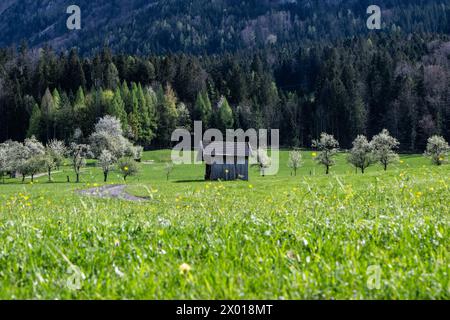 Blühende Obstbäume rund um den Wolfgangsee im Salzburger und Oberösterreichischen Salzkammergut im Frühling AM 07.04.2024. // alberi da frutto in fiore intorno al lago Wolfgangsee nel Salzkammergut di Salisburgo e dell'Austria superiore in primavera il 7 aprile 2024. - 20240407 PD10965 credito: APA-PictureDesk/Alamy Live News Foto Stock