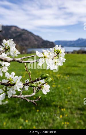 Blühende Obstbäume rund um den Wolfgangsee im Salzburger und Oberösterreichischen Salzkammergut im Frühling AM 07.04.2024. // alberi da frutto in fiore intorno al lago Wolfgangsee nel Salzkammergut di Salisburgo e dell'Austria superiore in primavera il 7 aprile 2024. - 20240407 PD11065 credito: APA-PictureDesk/Alamy Live News Foto Stock