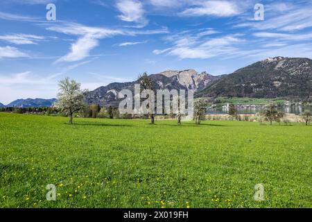 Blühende Obstbäume rund um den Wolfgangsee im Salzburger und Oberösterreichischen Salzkammergut im Frühling AM 07.04.2024. // alberi da frutto in fiore intorno al lago Wolfgangsee nel Salzkammergut di Salisburgo e dell'Austria superiore in primavera il 7 aprile 2024. - 20240407 PD11088 credito: APA-PictureDesk/Alamy Live News Foto Stock