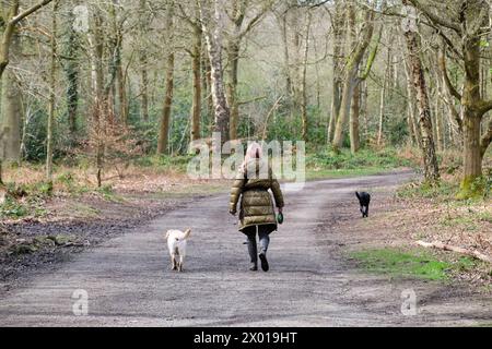 Donna camminando due cani Foto Stock