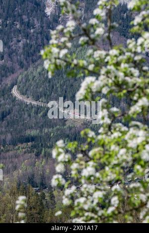 Blühende Obstbäume rund um den Wolfgangsee im Salzburger und Oberösterreichischen Salzkammergut im Frühling AM 07.04.2024. // alberi da frutto in fiore intorno al lago Wolfgangsee nel Salzkammergut di Salisburgo e dell'Austria superiore in primavera il 7 aprile 2024. - 20240407 PD10989 credito: APA-PictureDesk/Alamy Live News Foto Stock