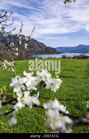Blühende Obstbäume rund um den Wolfgangsee im Salzburger und Oberösterreichischen Salzkammergut im Frühling AM 07.04.2024. // alberi da frutto in fiore intorno al lago Wolfgangsee nel Salzkammergut di Salisburgo e dell'Austria superiore in primavera il 7 aprile 2024. - 20240407 PD10990 credito: APA-PictureDesk/Alamy Live News Foto Stock