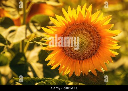 Bella testa di fiori con semi oleosi non maturi di girasole comune sul campo agricolo, concentrazione selettiva Foto Stock