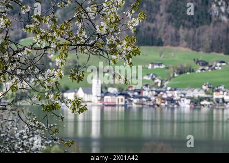 Blühende Obstbäume rund um den Wolfgangsee im Salzburger und Oberösterreichischen Salzkammergut im Frühling AM 07.04.2024. // alberi da frutto in fiore intorno al lago Wolfgangsee nel Salzkammergut di Salisburgo e dell'Austria superiore in primavera il 7 aprile 2024. - 20240407 PD10907 credito: APA-PictureDesk/Alamy Live News Foto Stock