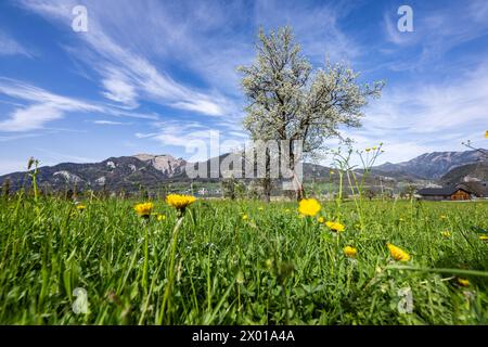 Blühende Obstbäume rund um den Wolfgangsee im Salzburger und Oberösterreichischen Salzkammergut im Frühling AM 07.04.2024. // alberi da frutto in fiore intorno al lago Wolfgangsee nel Salzkammergut di Salisburgo e dell'Austria superiore in primavera il 7 aprile 2024. - 20240407 PD10901 credito: APA-PictureDesk/Alamy Live News Foto Stock