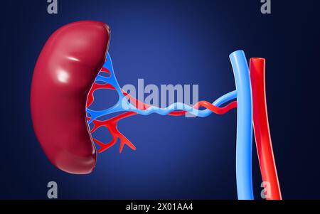 Vaso sanguigno umano e modello di organo splenico, rendering 3d. illustrazione 3d. Foto Stock