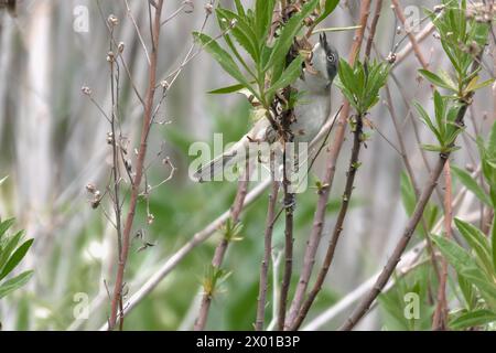 Uccello Whitethroat appollaiato su un ramo di cardo. Sfondo verde semplice. Foto Stock