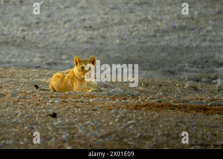 Leone all'alba nel Parco Nazionale di Etosha, Namibia Foto Stock