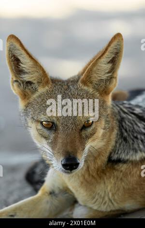 Jackal nel deserto di Deadvlei, Namibia Foto Stock