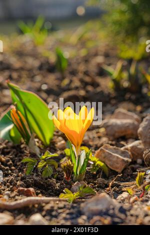 Un fragile fiore di croco giallo sul terreno sotto i raggi del sole. Messa a fuoco selettiva. I primi bellissimi e delicati fiori primaverili in una giornata di sole. Fotografia macro. Foto Stock