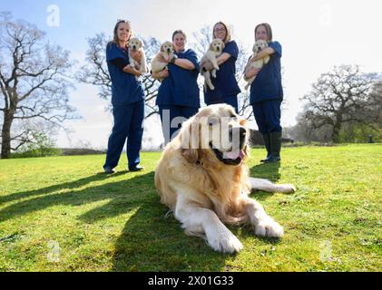 Trigger, IL padre DEL cane guida Golden retriever, SOLO A USO EDITORIALE, celebra la sua ultima cucciolata per Guide Dogs a Leamington Spa mentre si ritira dalla sua posizione di stallone all'età di nove anni. Data di pubblicazione: Martedì 9 aprile 2024. Foto Stock