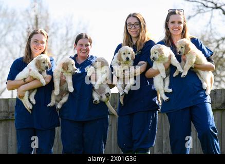 Trigger, IL padre DEL cane guida Golden retriever, SOLO A USO EDITORIALE, celebra la sua ultima cucciolata per Guide Dogs a Leamington Spa mentre si ritira dalla sua posizione di stallone all'età di nove anni. Data di pubblicazione: Martedì 9 aprile 2024. Foto Stock