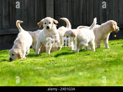 Trigger, IL padre DEL cane guida Golden retriever, SOLO A USO EDITORIALE, celebra la sua ultima cucciolata per Guide Dogs a Leamington Spa mentre si ritira dalla sua posizione di stallone all'età di nove anni. Data di pubblicazione: Martedì 9 aprile 2024. Foto Stock