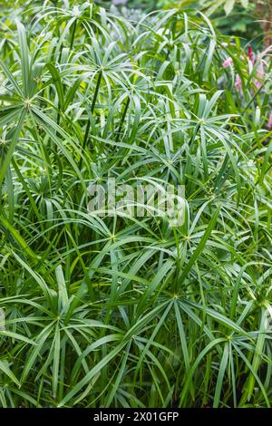 Cyperus alternifolius (Ombrello erba / Sedge / pianta) Foto Stock