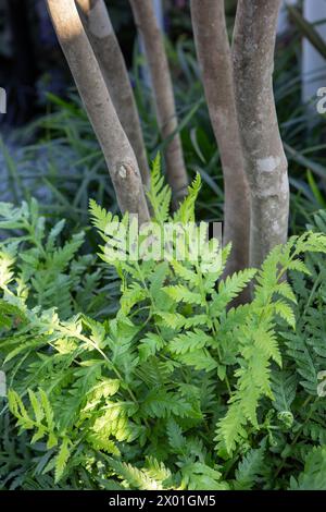 Le fronde di Woodwardia fimbriata (felce gigante a catena) ai piedi di un albero a più gambi Foto Stock