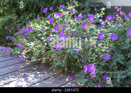 Geranium 'Rozanne' ('Gerwat'PBR) in un letto di fiori/bordo di un giardino, bordatura/versamento su un pavimento contemporaneo Foto Stock