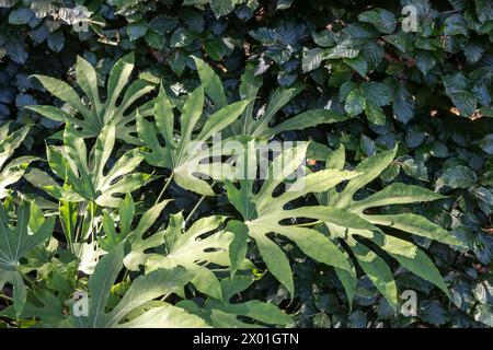 Fatsia polycarpa "Green Fingers" (aralia) Foto Stock