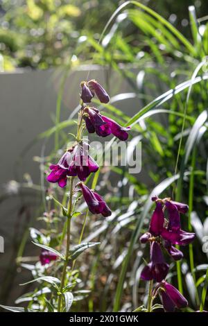 Penstemon 'Raven' (serie di uccelli) fiori viola profondi a forma di campana in un bordo del giardino che catturano la luce Foto Stock