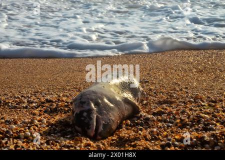 Un giovane delfino (Phocaena phocaena) morì durante una tempesta (o per altre ragioni) e fu lavato a riva dalle onde. Mare di Azov. Arabatskaya stre Foto Stock