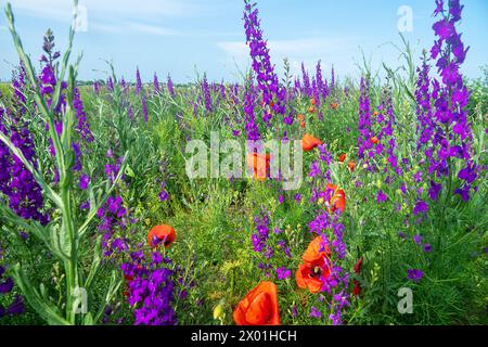 Campo selvatico blu. Steppa secondaria sulla penisola di Kerch, Crimea ricoperta di forca larkspur (Delphinium consolida) Foto Stock