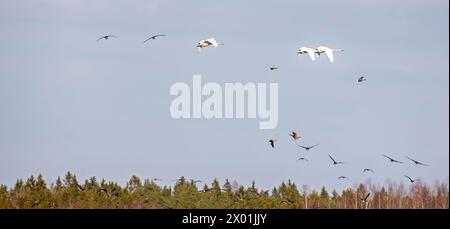 Confezione mista di fagioli (Anser fabalis) e cigno (Cygnus cygnus) sui campi invernali e sulle foreste durante l'inverno in Europa Foto Stock