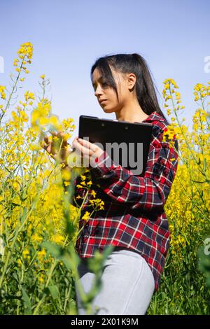 Agro tecnico donna che lavora in un napus Brassica fiorito per controllare i parassiti e le malattie delle colture Foto Stock