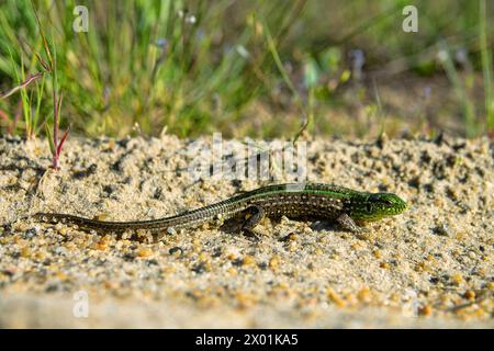 Lucertola di sabbia (Lacerta agilis) su un'ansiosa duna vegetata nella valle del fiume Don, zona boschiva-steppa. Russia Foto Stock