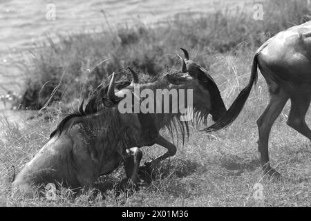 Foto in bianco e nero di GNU che attraversa il fiume Mara Foto Stock