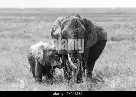 Foto in bianco e nero di elefante madre e bambino nelle pianure del Serengeti, Tanzania Foto Stock