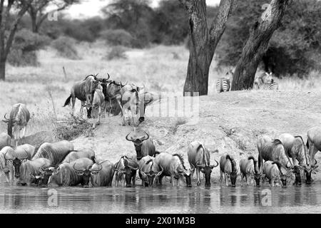 Foto in bianco e nero di GNU che beve in una pozza d'acqua nel Parco Nazionale di Tarangire, Tanzania Foto Stock